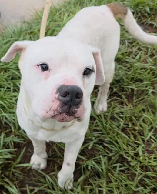 An adult large-sized male American Bulldog dog named Trenton for adoption in Fort Lauderdale, FL