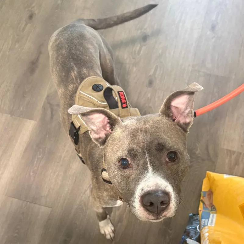 An adult small-sized male Gray / Blue / Silver Pit Bull Terrier dog named Avaris Hw+ for adoption in Tampa, FL