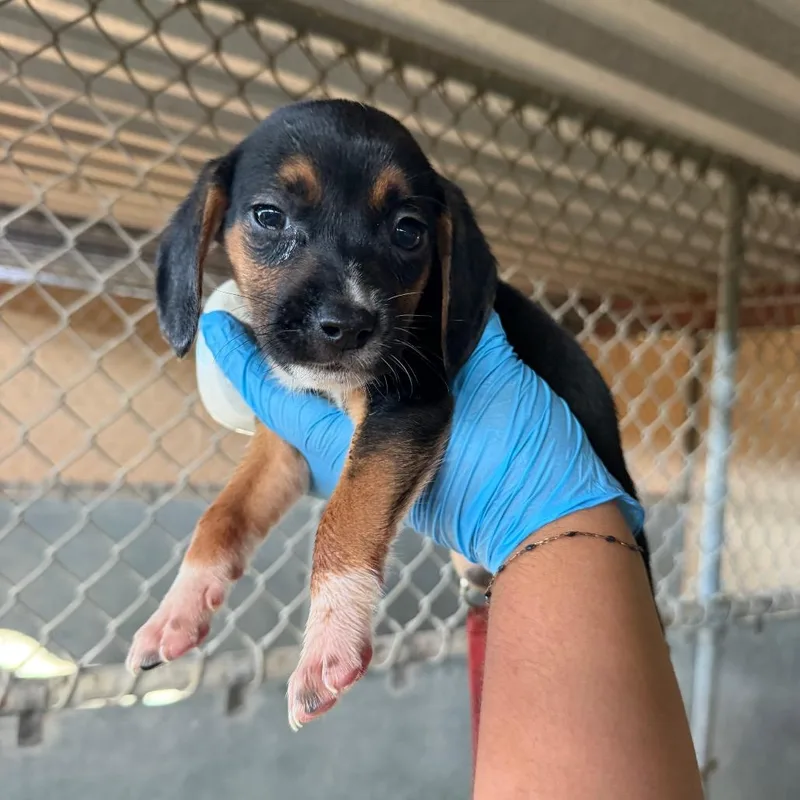 A baby medium-sized female Black Shepherd dog named Sticky Toffee for adoption in Edinburg, TX