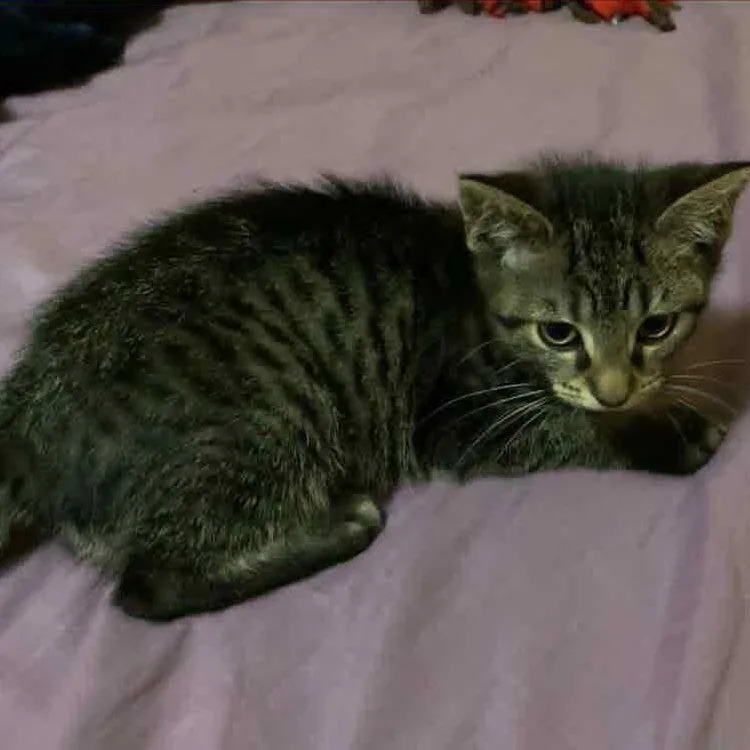 A baby medium-sized female Tabby (Brown / Chocolate) Domestic Short Hair cat named Tablespoon for adoption in Martinsville, IN