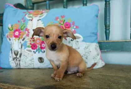 A baby small-sized male Chihuahua dog named Aramis for adoption in San Antonio, TX
