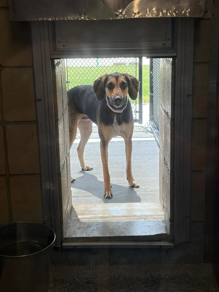 A young large-sized female Hound dog named Nadia for adoption in Greenfield, IN