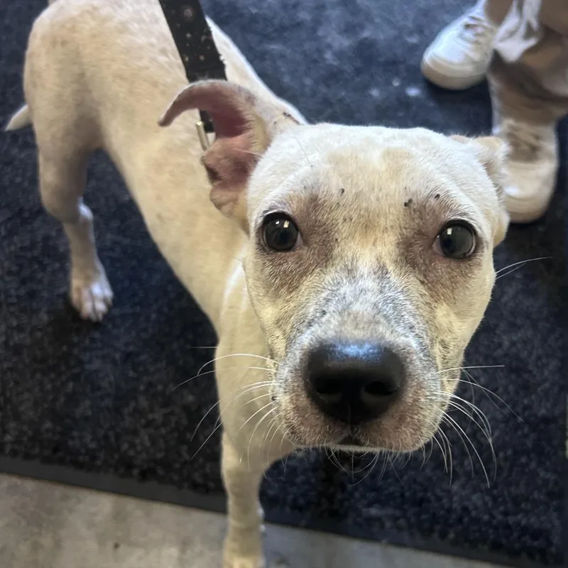 An adult medium-sized female White / Cream Mixed Breed dog named Dolly for adoption in Mount Gilead, NC