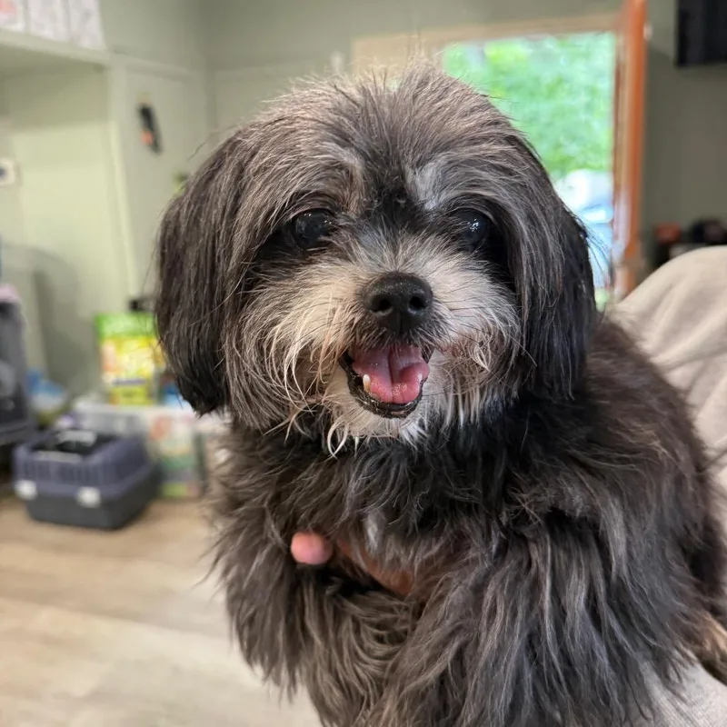 A senior small-sized female Shih Tzu dog named Tiny for adoption in Waldorf, MD