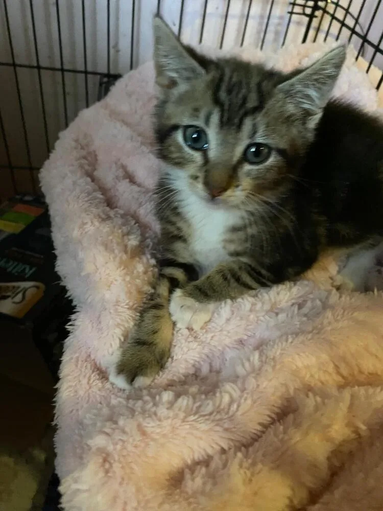 A baby small-sized female Brown / Chocolate Domestic Short Hair cat named Muffin for adoption in Hudson, NH