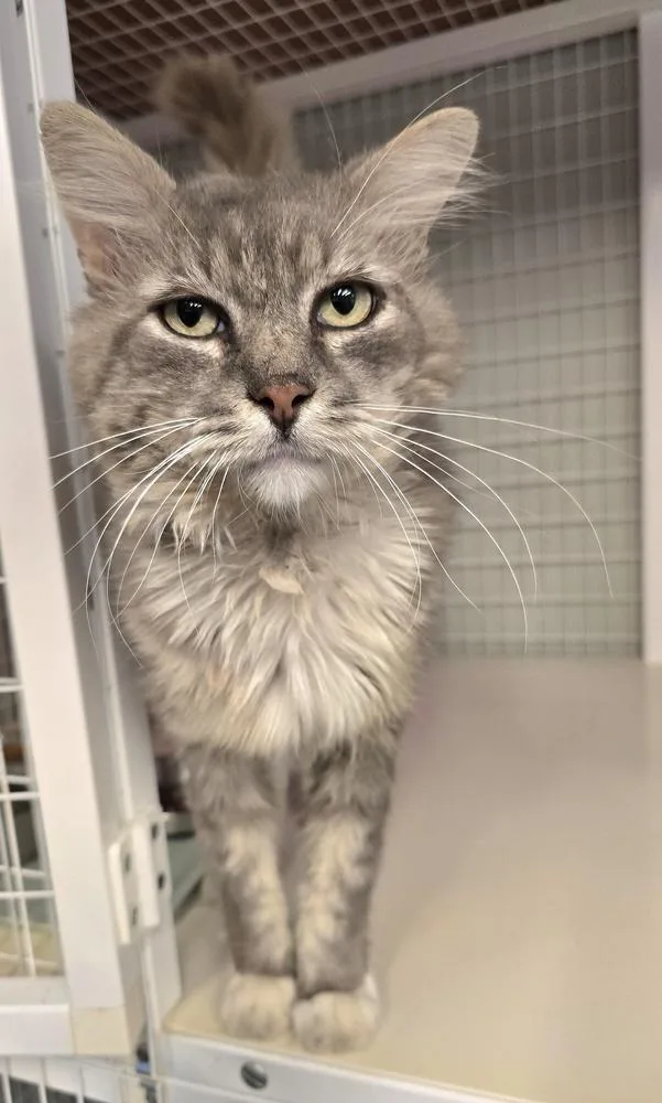 A senior large-sized male Domestic Medium Hair cat named SideKick for adoption in Vancouver, WA