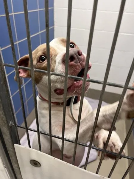 An adult large-sized female Pit Bull Terrier dog named Gracee for adoption in Austin, TX