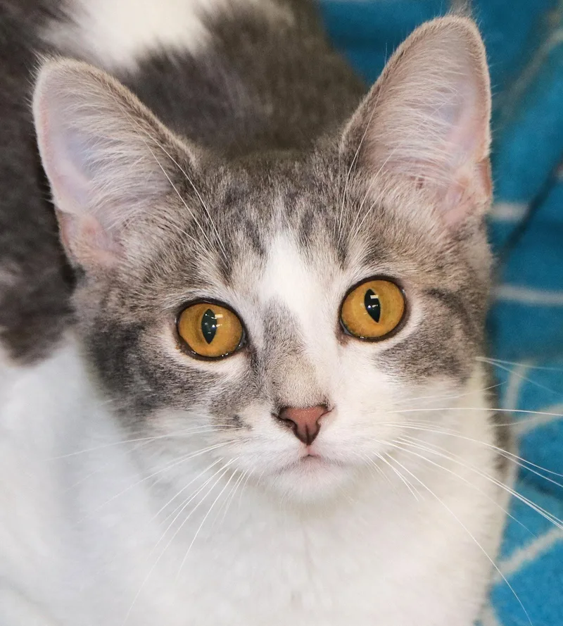 Flamenco thumbnail 2