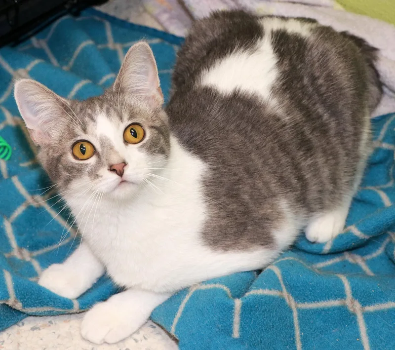 Flamenco thumbnail 3