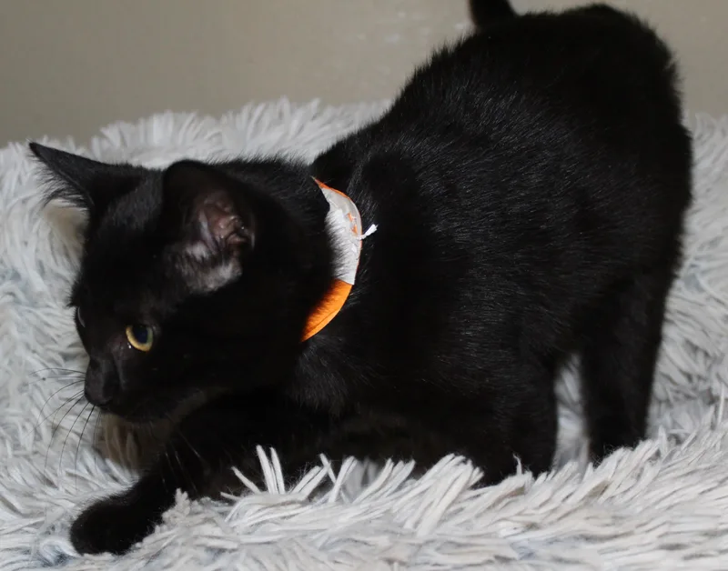 A young medium-sized female Black Domestic Short Hair cat named Glassy for adoption in Huron, SD