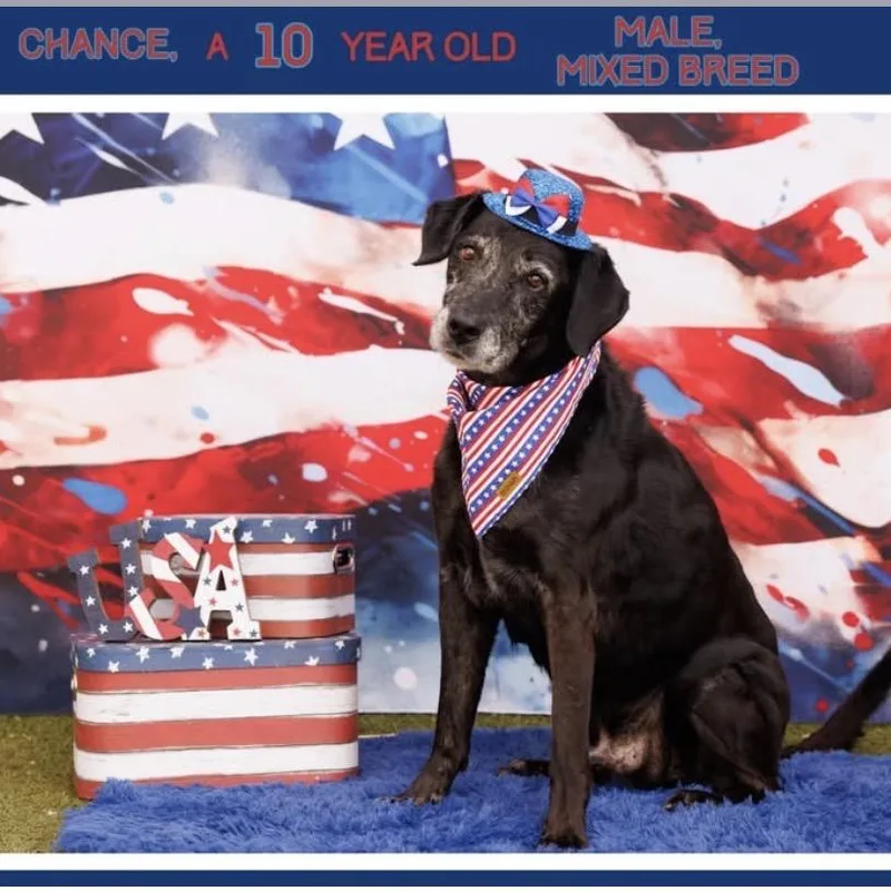 A senior large-sized male Black Labrador Retriever dog named Chance for adoption in Midland, TX