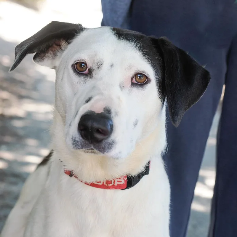 A young medium-sized female White / Cream Border Collie dog named Abigail for adoption in Point Richmond, CA