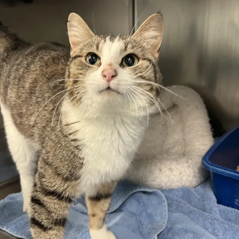 A young medium-sized female Tabby (Brown / Chocolate) Domestic Short Hair cat named Foxy for adoption in Berryville, VA