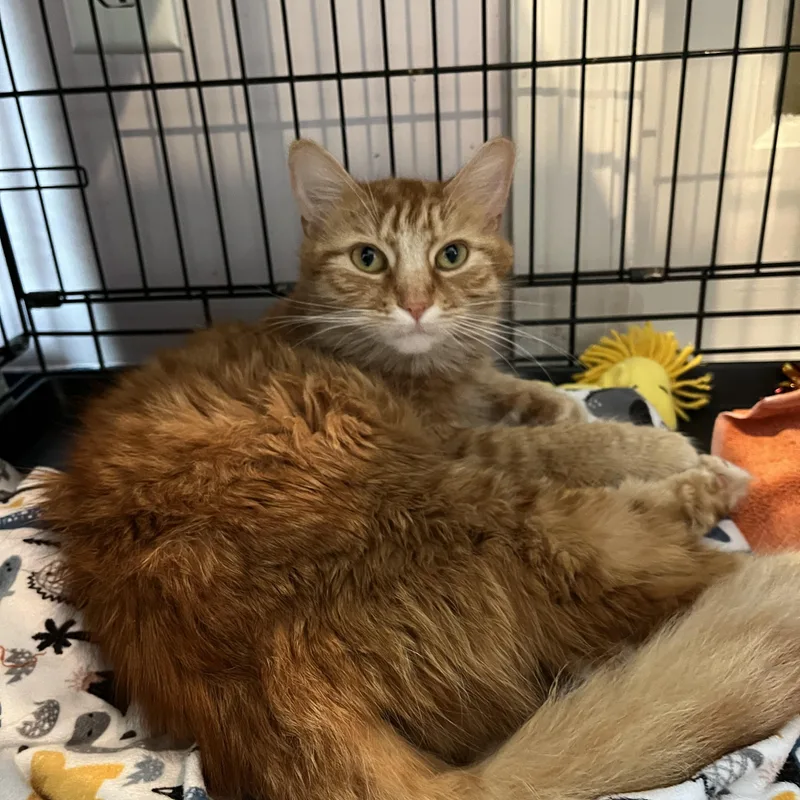 Clementine Cutie