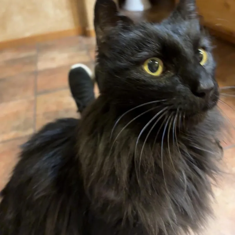 A senior small-sized female Black Domestic Medium Hair cat named Dottie for adoption in Yucca Valley, CA