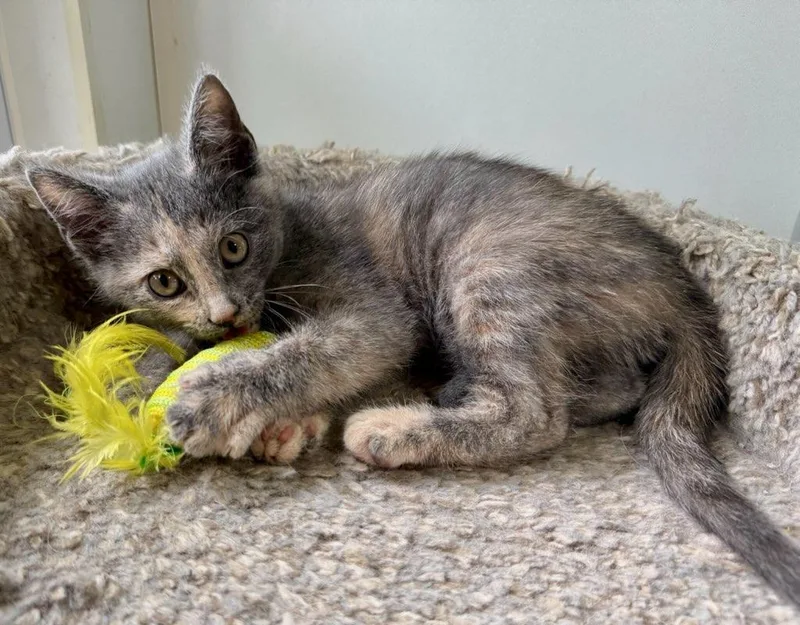 A baby small-sized female Dilute Calico Domestic Short Hair cat named Isabel for adoption in Ashland, OH