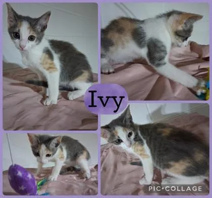 A baby small-sized female Domestic Short Hair cat named Ivy for adoption in Wilkesboro, NC
