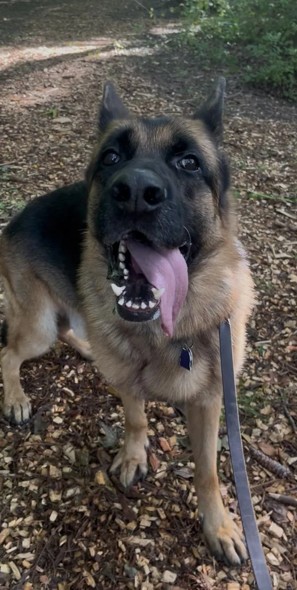 An adult large-sized male German Shepherd Dog dog named Enzo for adoption in Stratham, NH
