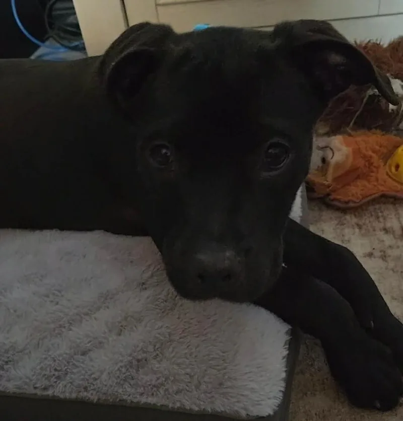 A baby medium-sized male Black Pit Bull Terrier dog named Sig for adoption in TULSA, OK