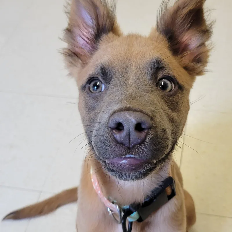 Fawn @ Prison Program
