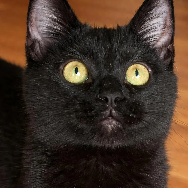 Bagheera thumbnail 2