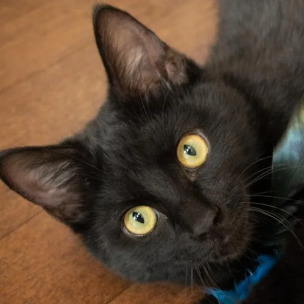 Bagheera thumbnail 3