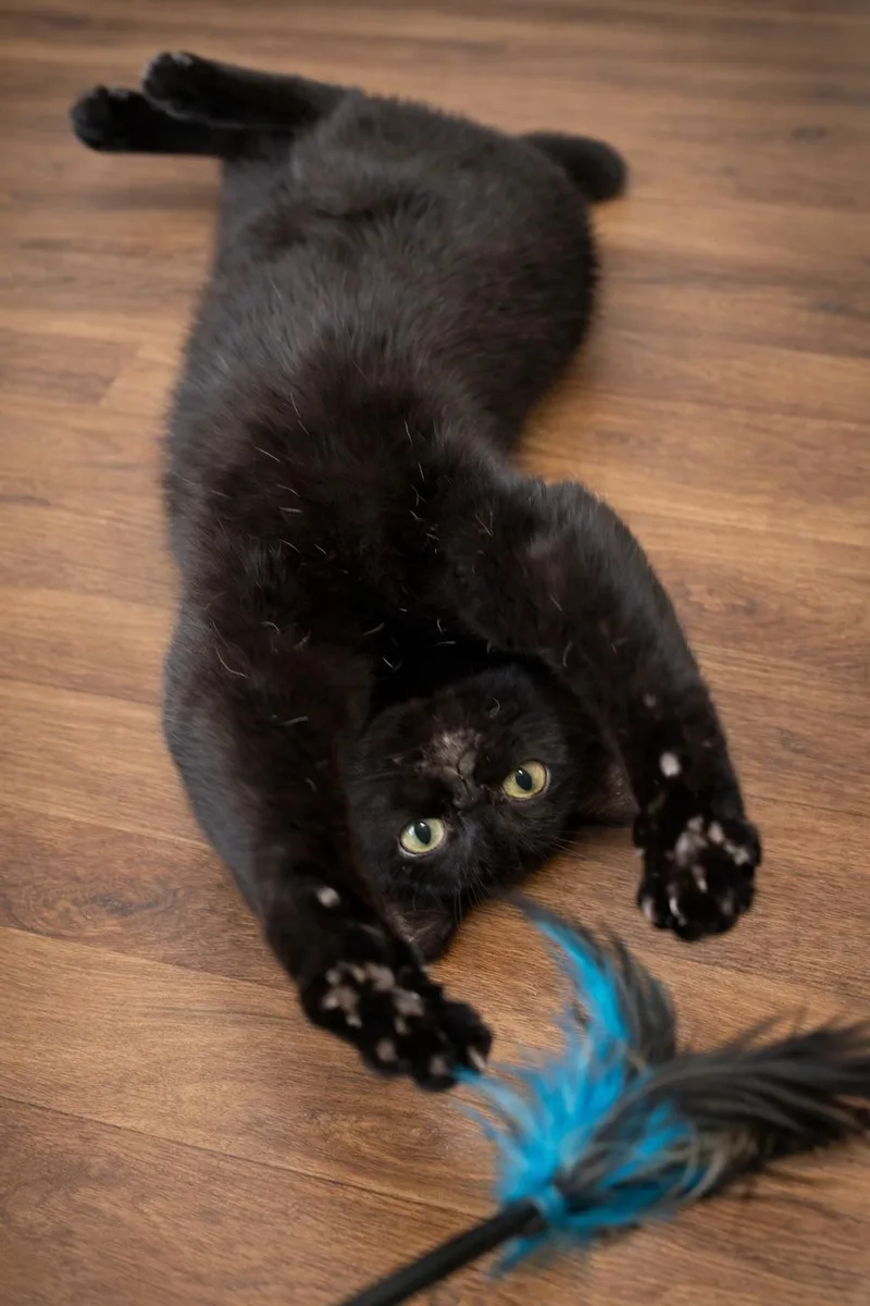 Bagheera thumbnail 4