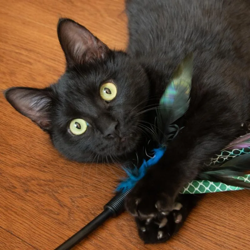 Bagheera thumbnail 5