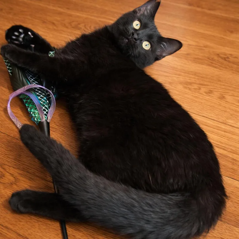 Bagheera thumbnail 6