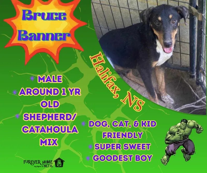 Bruce Banner Aka Hulk