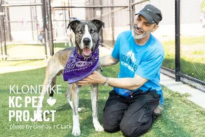 An adult large-sized male Black Mixed Breed dog named Klondike for adoption in Kansas City, MO