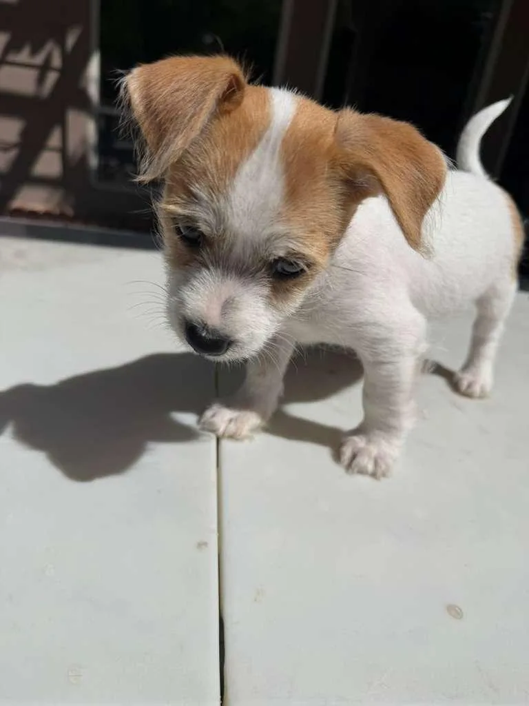 A baby small-sized male Yellow / Tan / Blond / Fawn Jack Russell Terrier dog named Beau for adoption in Broken Arrow, OK