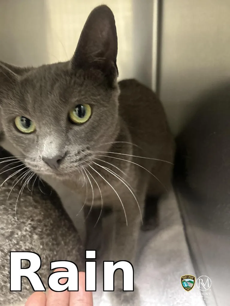 A young small-sized male Domestic Short Hair cat named Rain for adoption in Rocky Mount, NC