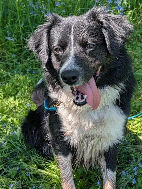 An adult medium-sized male Black Border Collie dog named Simon for adoption in Honesdale, PA