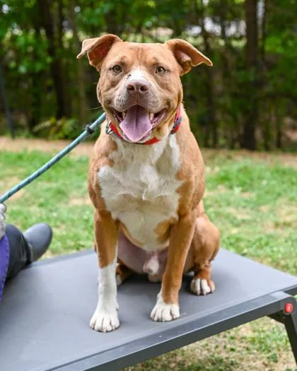 An adult large-sized male Mixed Breed dog named Moony for adoption in Chamblee, GA