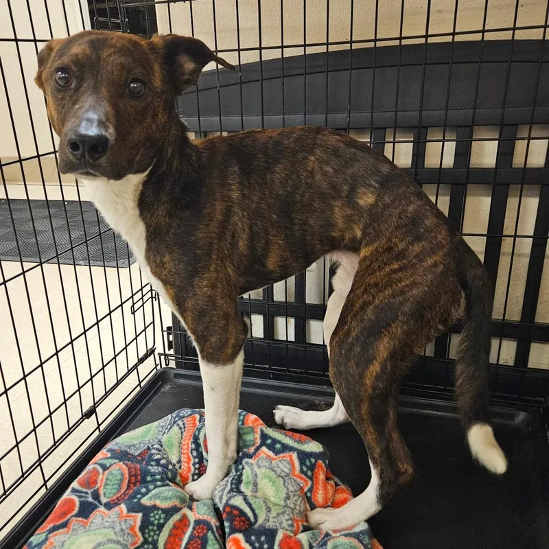 An adult medium-sized male Brindle Mixed Breed dog named Max for adoption in Lake Panasoffkee, FL