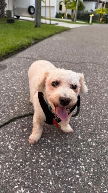 An adult small-sized male White / Cream Bichon Frise dog named Henry Holiday for adoption in Redington Beach, FL
