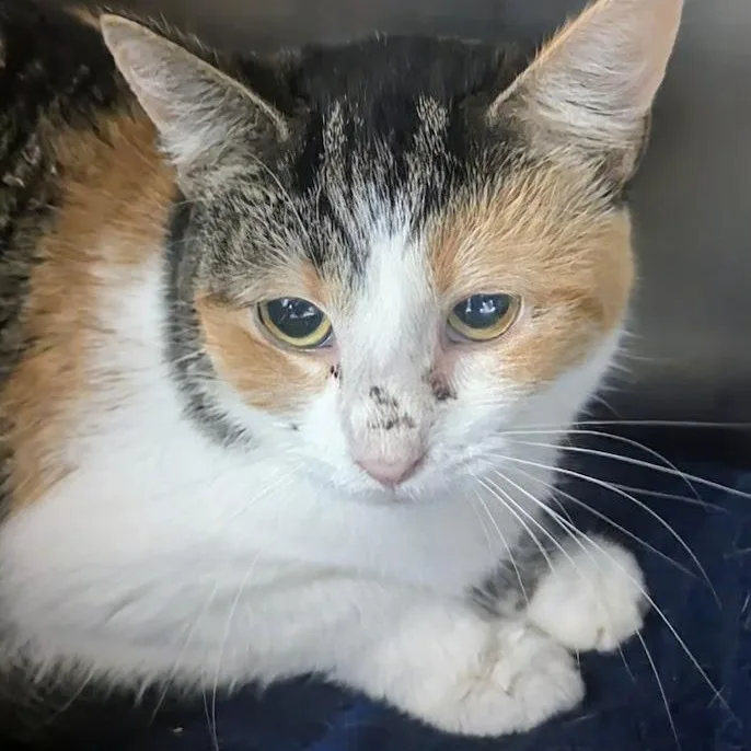 A baby large-sized female Torbie Domestic Short Hair cat named Sophia for adoption in Springfield, IL