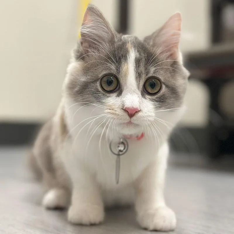 A baby small-sized female Domestic Short Hair cat named Violet for adoption in Port Washington, NY