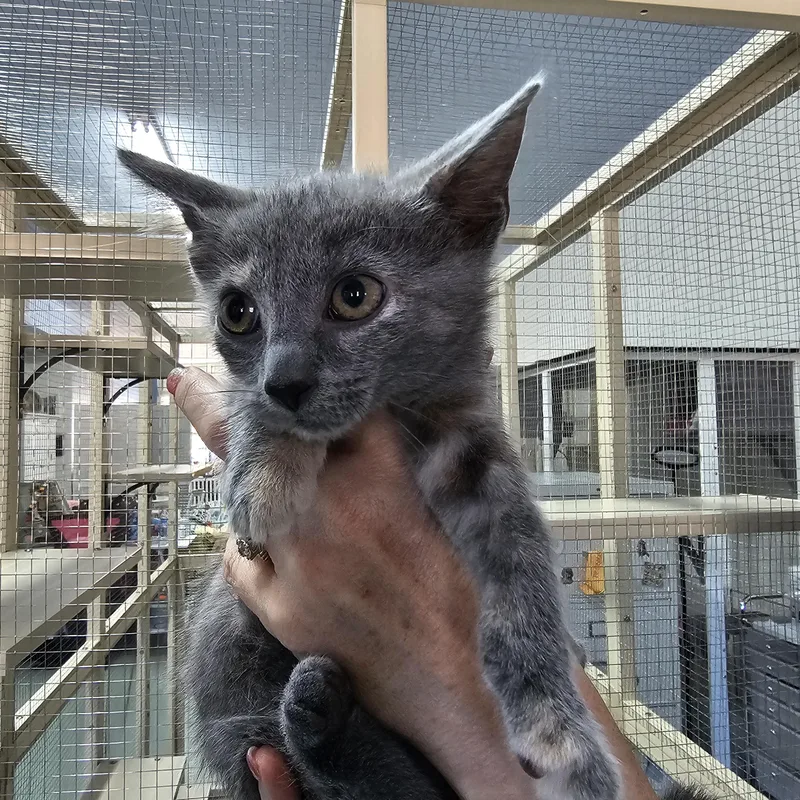 A baby medium-sized female Dilute Tortoiseshell Domestic Short Hair cat named Golden Tempo for adoption in Toledo, OH