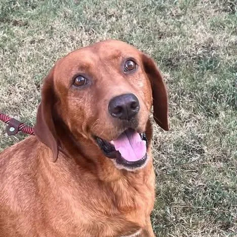 An adult large-sized female Retriever dog named Redfern for adoption in Chelmsford, MA