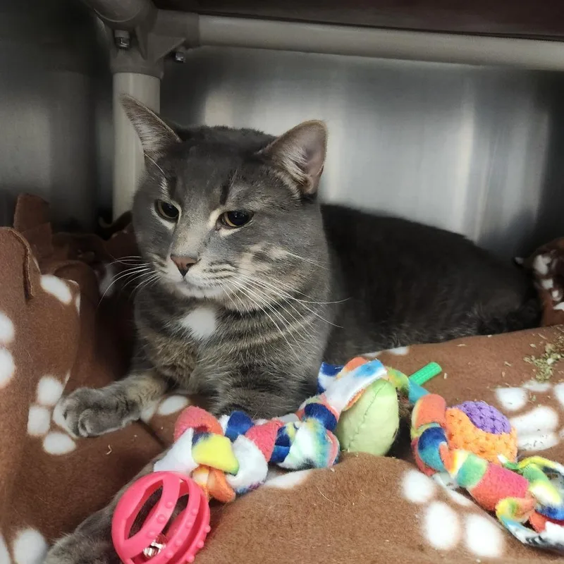An adult large-sized male Gray / Blue / Silver Domestic Short Hair cat named Roger for adoption in Brockton, MA