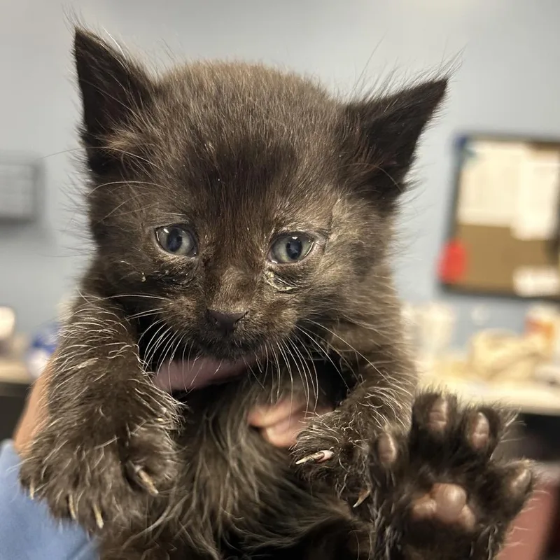 A baby small-sized male Black Domestic Short Hair cat named Pac for adoption in St Joseph, MO