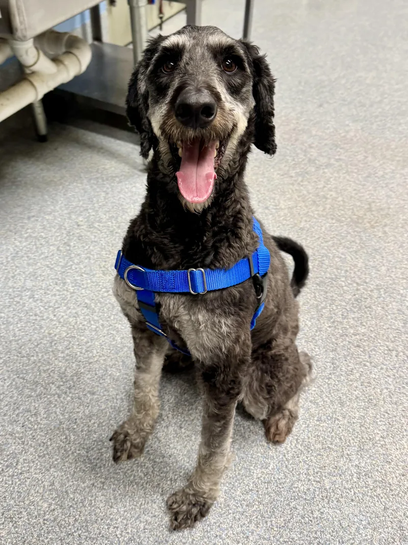An adult medium-sized male Black Bernedoodle dog named Buddy for adoption in St. Joseph, MI