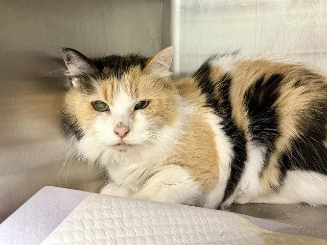 A senior large-sized female Domestic Long Hair cat named Jasmine for adoption in Tavares, FL
