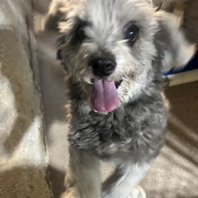 Poppy