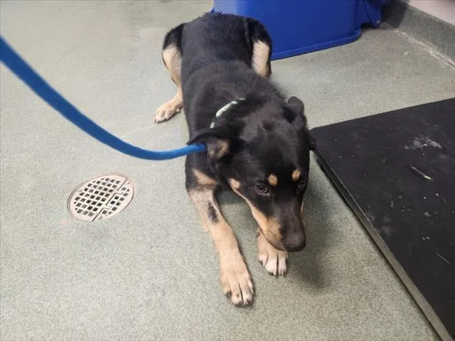 A young medium-sized female Mixed Breed dog named Althea for adoption in Santa Fe, NM