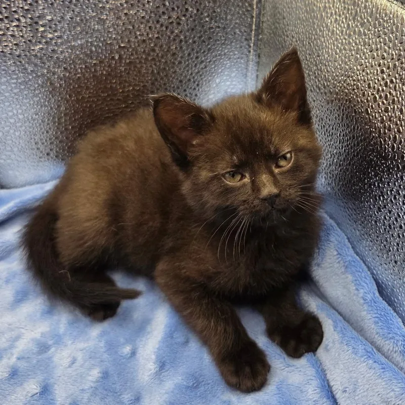 A baby small-sized female Black Domestic Short Hair cat named Crackle_Eleven for adoption in Waldorf, MD