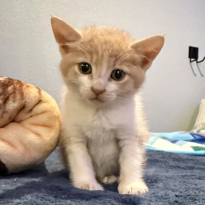A baby small-sized male Buff / Tan / Fawn Domestic Short Hair cat named Dodge for adoption in Long Beach, CA