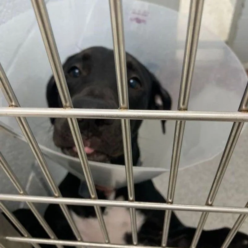 An adult medium-sized male Black & White / Tuxedo Labrador Retriever dog named Tank for adoption in Lake Havasu City, AZ